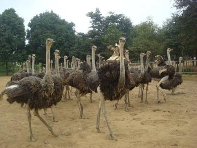 Giá đà điểu giống và địa chỉ mua uy tín toàn quốc