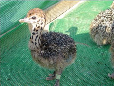 Kỹ thuật cơ bản nuôi đà điểu Sơ sinh