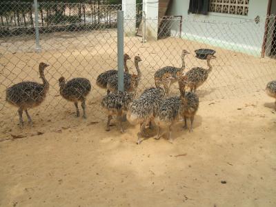 Phương pháp nuôi đà điểu ostrich sống sót tới 99%