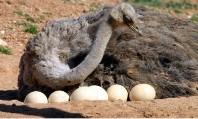 Quá trình ấp nở Đà Điểu giống